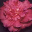 Fannie Loughridge